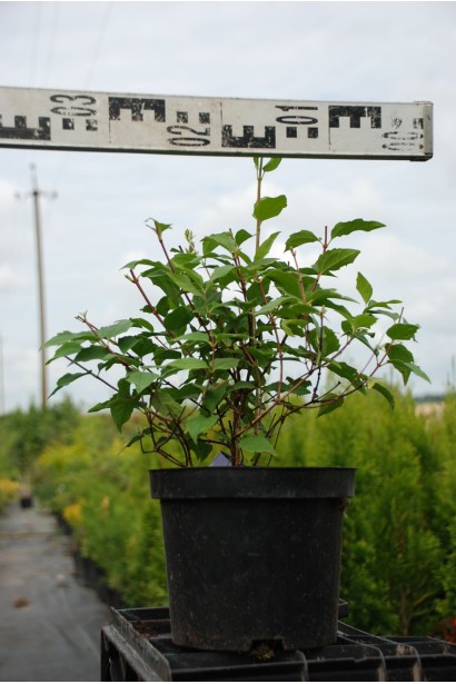 Чубушник / Жасмин садовый Бель Этуаль - 3л/30-40см/20-30см